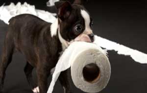 puppy met wc-papier in zijn bek