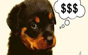 Hoeveel kost het om je hond te trainen?