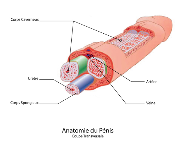 anatomie van de penis