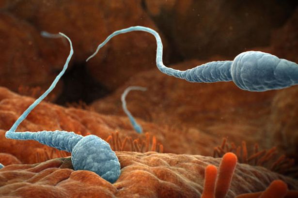 sperma onder de microscoop
